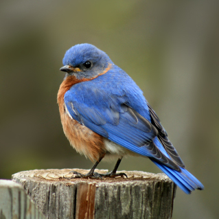 Bluebirds Across Nebraska – Our mission is to increase the population ...